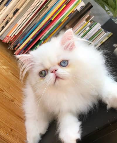 Persian cat for sale my WhatsApp number 03241295120