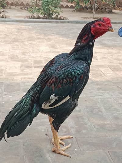 Aseel other 2 murgay only 15000