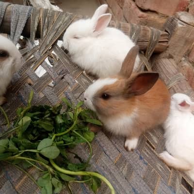 Cute little rabbit babies 