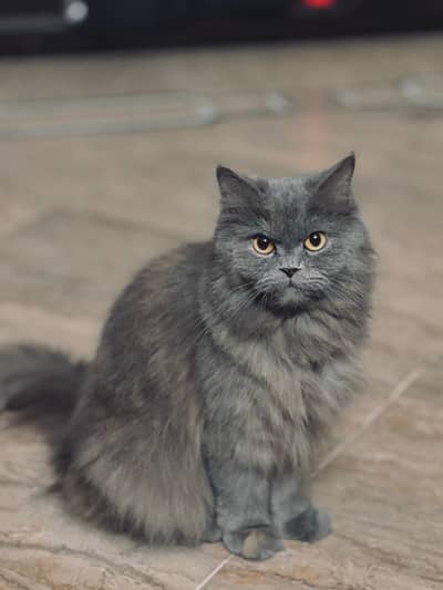 Persian cat