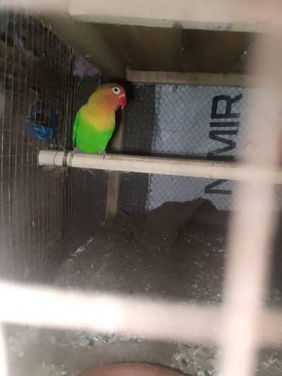 Love bried green Vishal 2500 ka pair