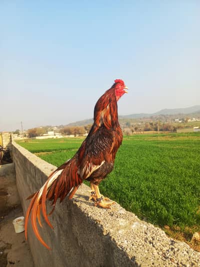 Beautiful Aseel for Sale