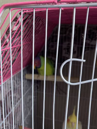 Beautiful Plum-Headed Male – Ready for a New Home!