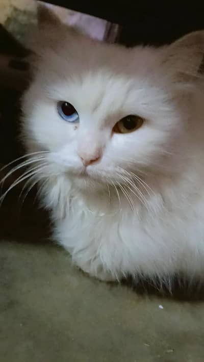 Persian cat double shade eyes