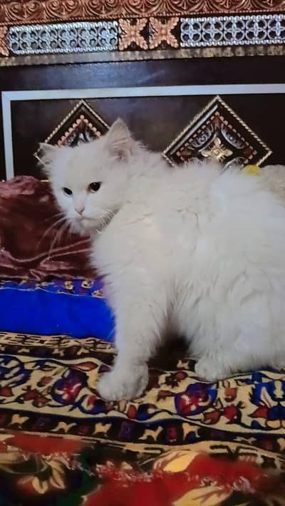 white persian kitten|Triple long coated | semi punch | Odd eyes