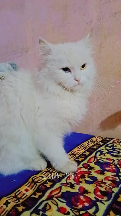 white persian kitten|Triple long coated | semi punch | Odd eyes