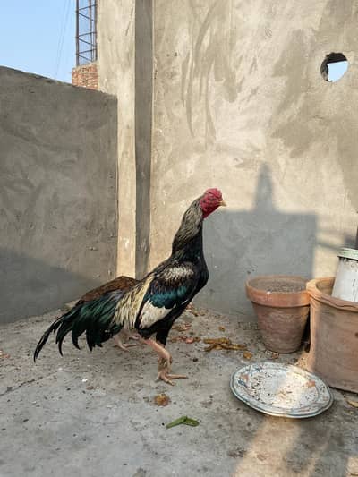 Jawa aseel murga  0331/4828/011