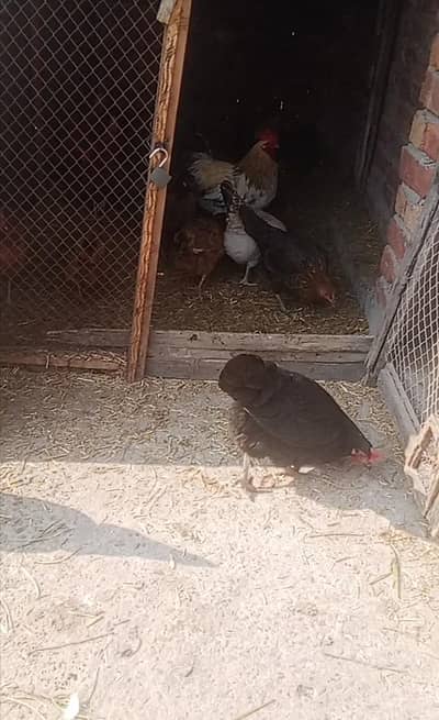 5 hens ak roster murga ghr ka paly healthy and active