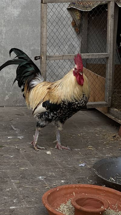 Desi Murga ghr ka pala hoa