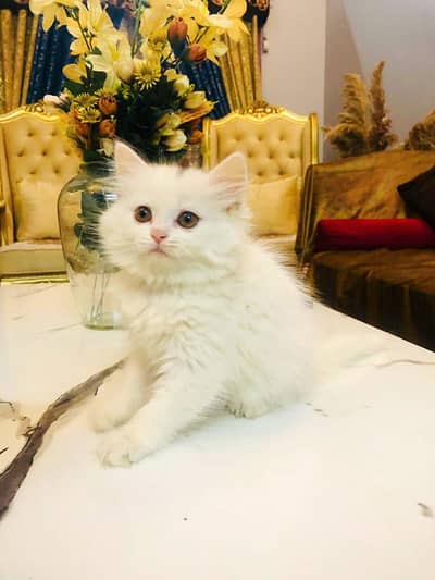 Pure Persian Kitten
