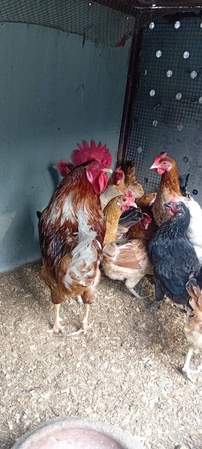 golden misri hen available all female egg de rahi hai