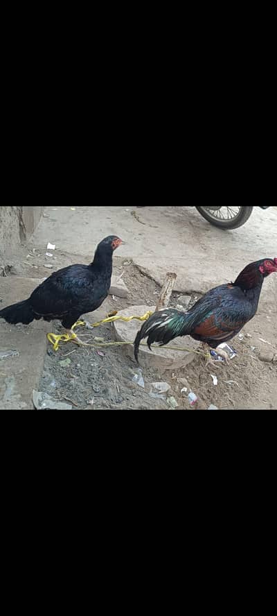 aseel murgha wahght 2.5 kg or 1.5 kg