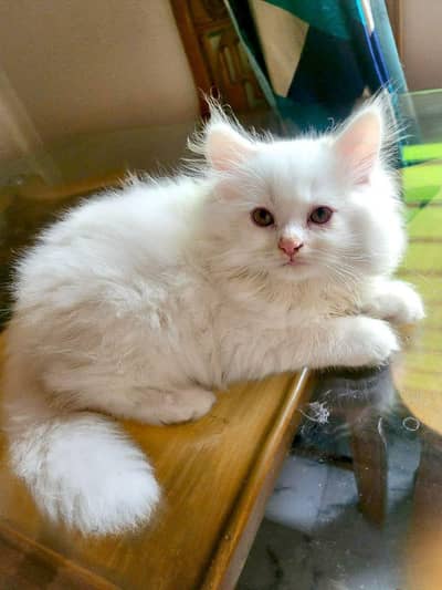 Persian cat for sale my WhatsApp number 03241295120