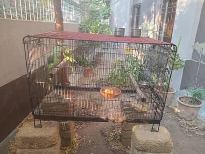 Cages for Raw Parrots / Gray Parrots