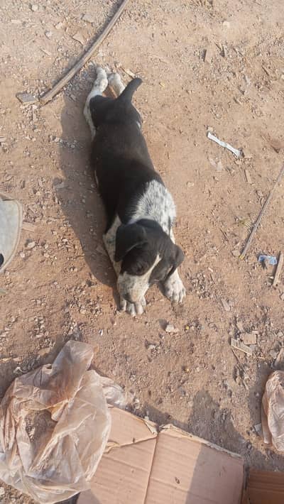 pointer mix puppy