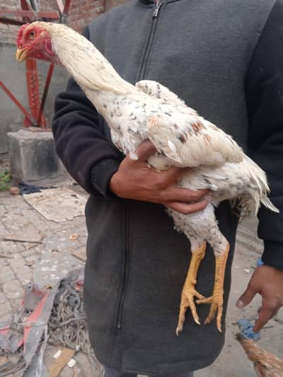 oh shamo one male and two female