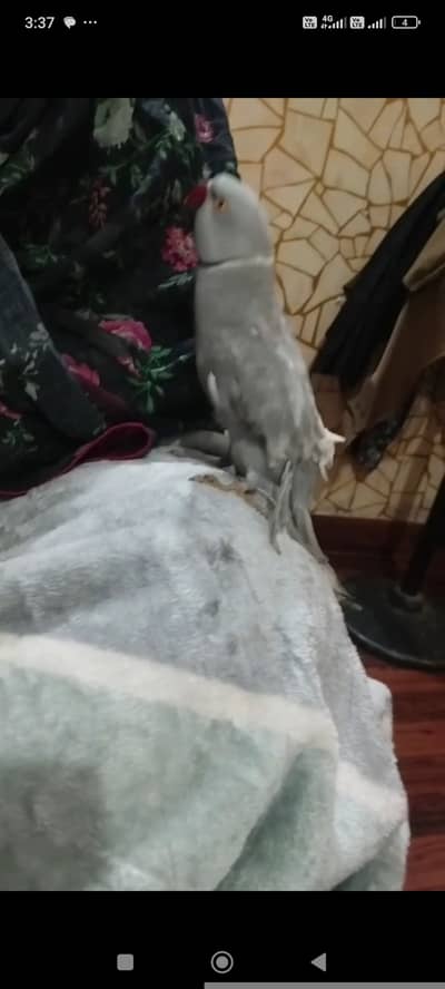 Grey ringneck talking parrot