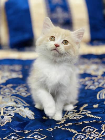 Persian Kittens|Punch Face Kittens|Cute|Triple Coated Kittens|Lahore|