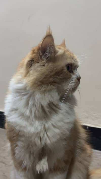 Persian cat male