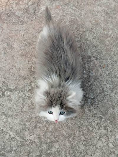 Adorable pair of **premium Persian kittens** ready for loving homes