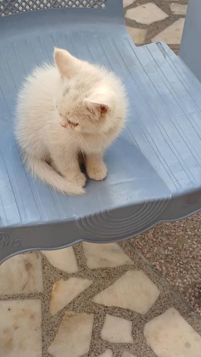 percian cats for sale
