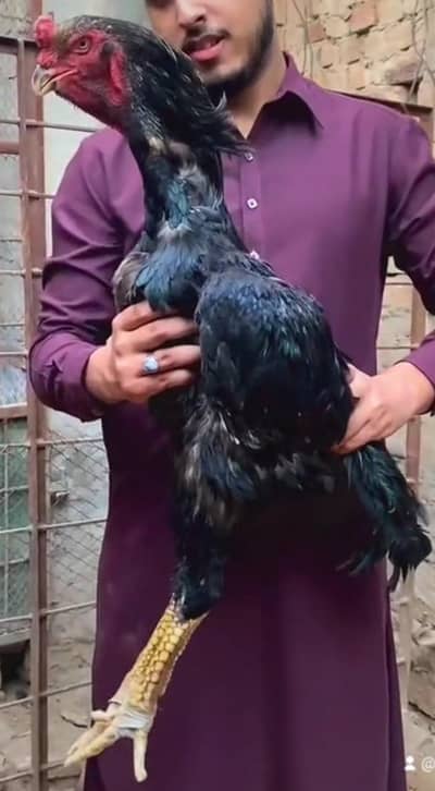 King Size 3 Fet Ka Male Har Nasal k asel  grante k sath mil jay ga