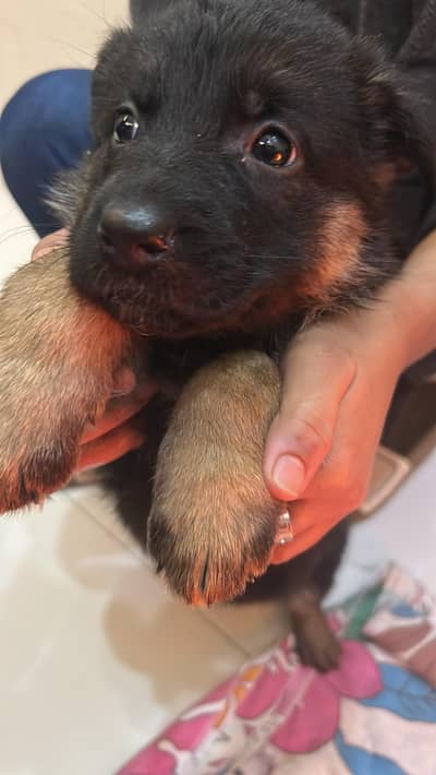 German Shepherd puppies mela female