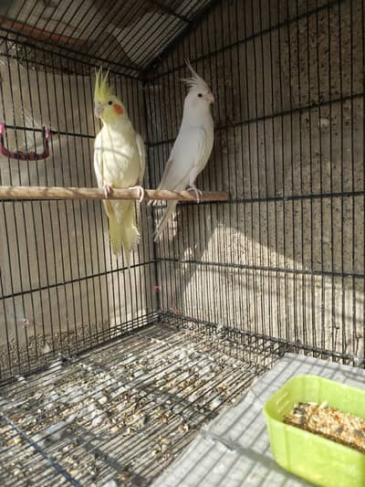 Eno red eyes male into cream red eyes female