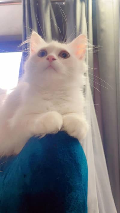 White Persian Cat | Cute & Healthy | Used (Pet) for Sale