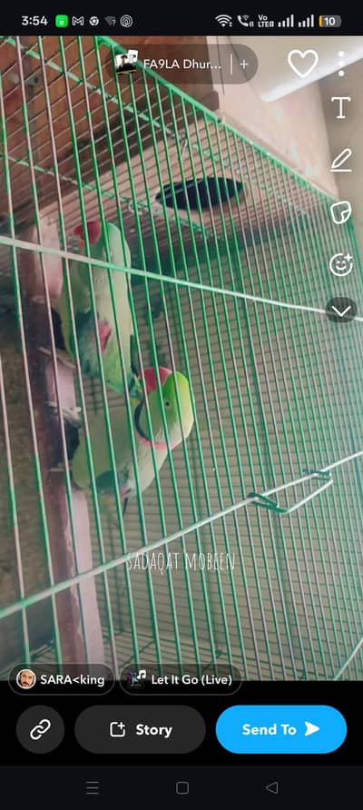 Breeder Pair for Sale :