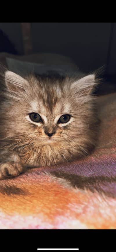 Female Persian Kitten