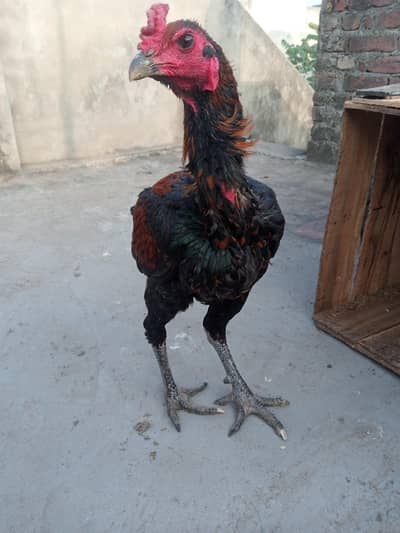 thai dragon aseel 03209745706