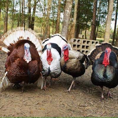 Turkey bird Breeder pairs