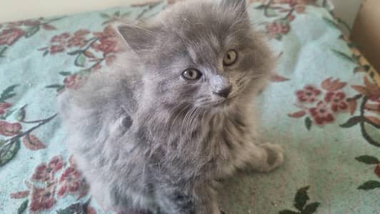 Persian Kittens Pair
