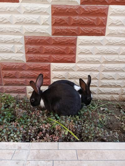 Rabbits for sale