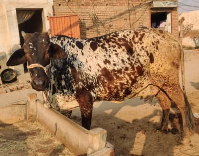 Shaiwal Crass - 9 Mah Gaban