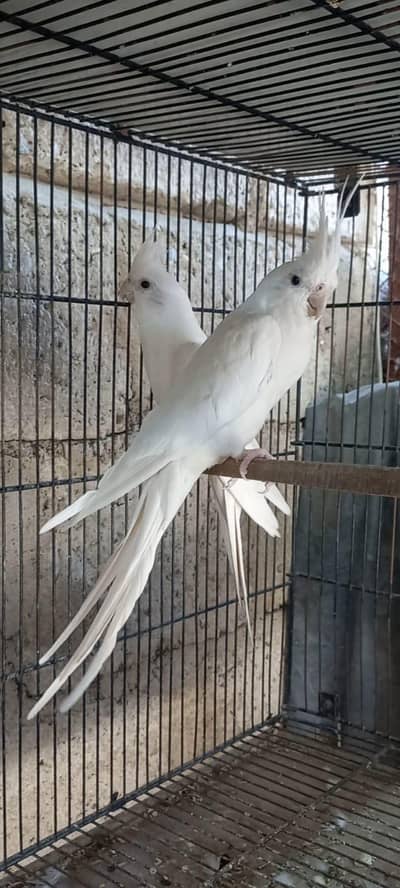 top Quality eno Cocktail breeder pair with chick read add