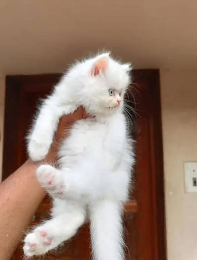 Persian kitten for urgent sale my WhatsApp number 0313496819one