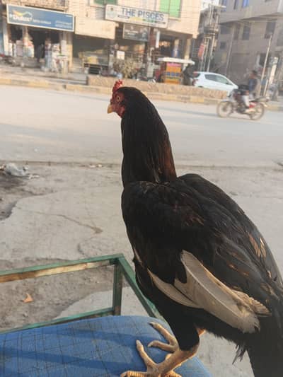 aseel mushka murga  for sall