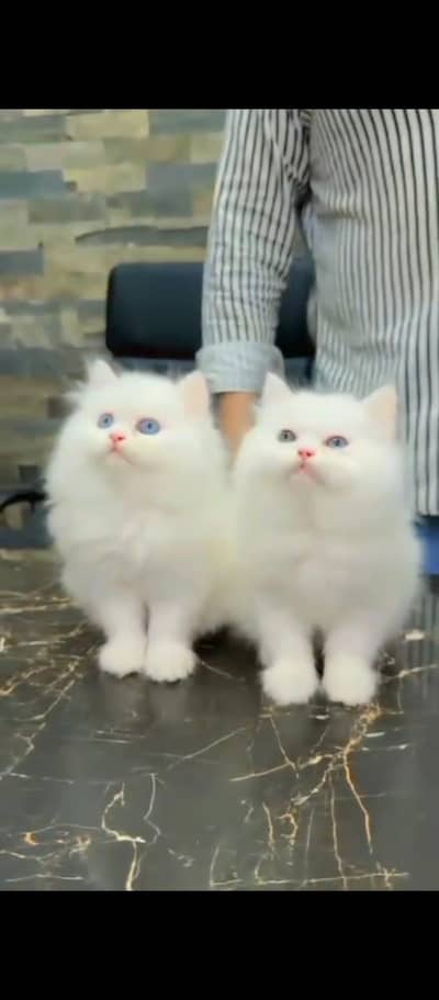 Persian kitten for urgent sale my WhatsApp number 0313496819one