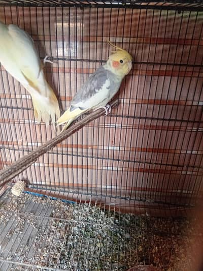 Cocktail breeder pair