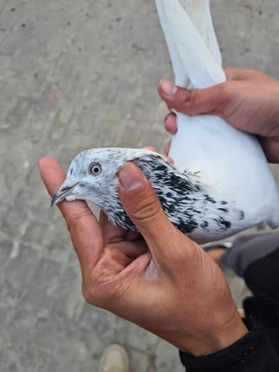 sialkoti teddy golden pair