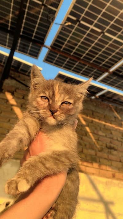 Persian doll face kittens