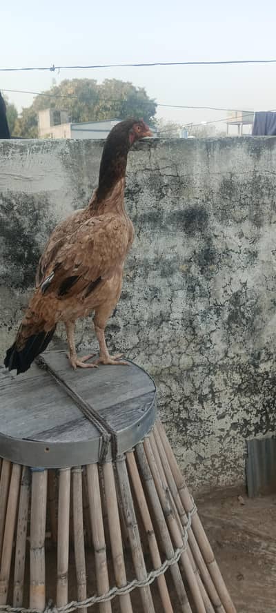 Aseel Lakhi madi for sale h