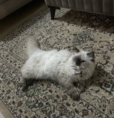 Persian triple coated pair for sale