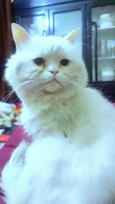 Persian triple coated male for sale