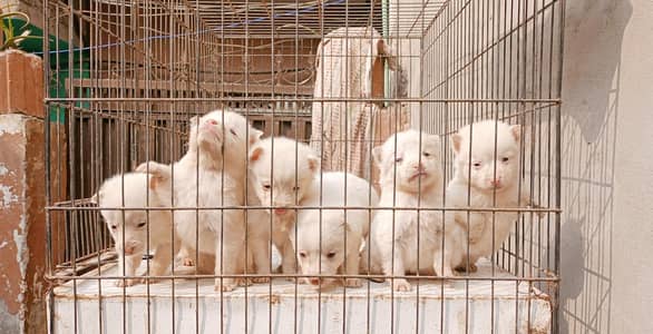 Russian dog pups