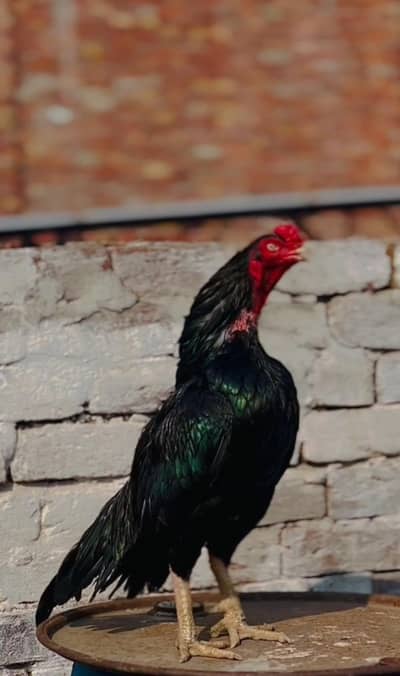 Aseel murga 03041979402