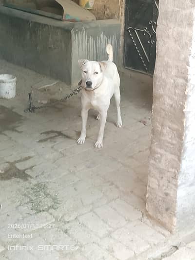 full security and active