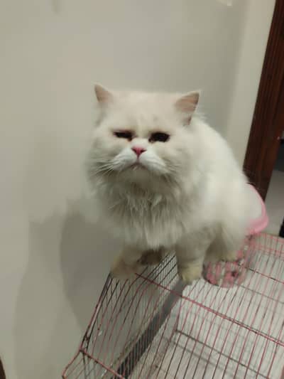 Persian long coat male for sale